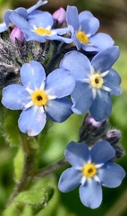 Myosotis alpestris