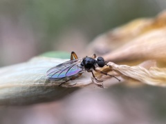 Bibio xanthopus