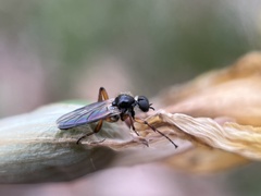 Bibio xanthopus