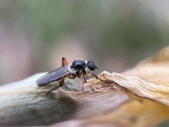 Bibio xanthopus