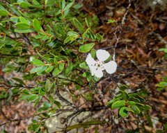 Leptospermum grandiflorum