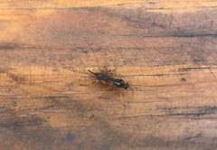 Pimpla turionellae