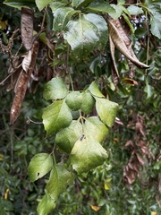 Serjania lucida