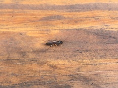 Pimpla turionellae
