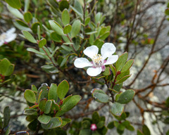 Leptospermum grandiflorum