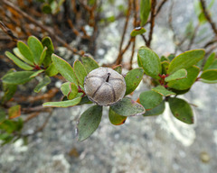 Leptospermum grandiflorum