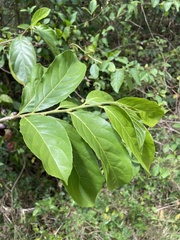Casearia guianensis