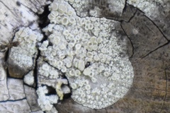 Lecanora albella