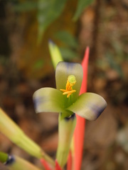 Billbergia amoena