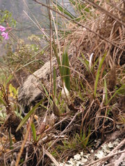 Pseudolaelia geraensis