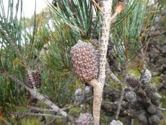 Allocasuarina monilifera