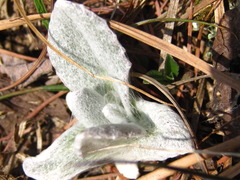 Tephroseris kirilowii