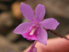 Pseudolaelia geraensis