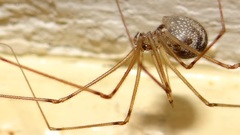 Physocyclus globosus