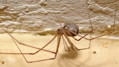Physocyclus globosus