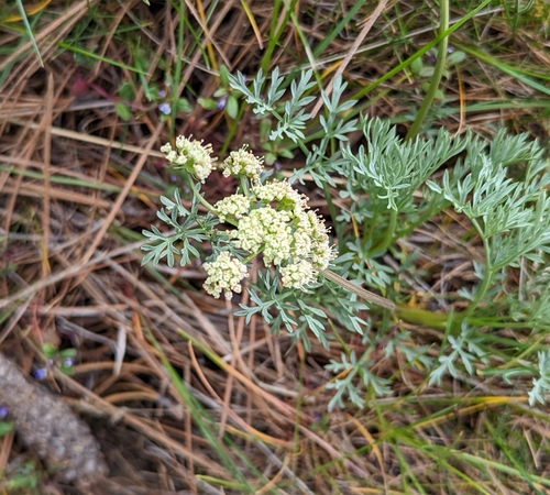 Image of Lomatium peckianum by (c) Dominic Gentilcore, some rights reserved (CC BY)