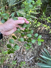 Baccharis glomeruliflora image