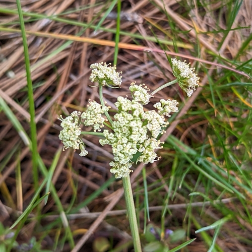 Image of Lomatium peckianum by (c) Dominic Gentilcore, some rights reserved (CC BY)