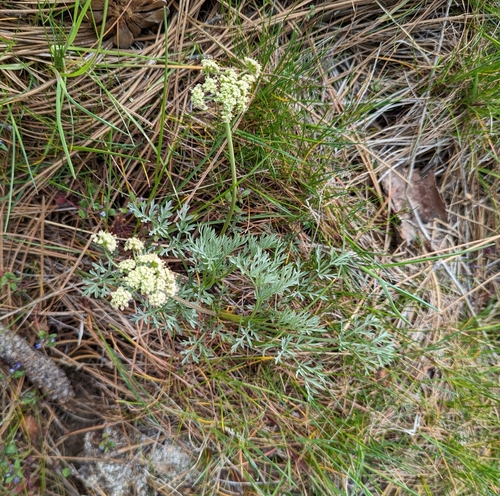 Image of Lomatium peckianum by (c) Dominic Gentilcore, some rights reserved (CC BY)