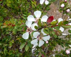 Leptospermum grandiflorum