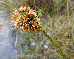 Epacris lanuginosa