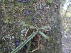 Lepismium cruciforme