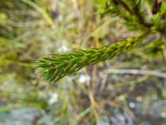 Epacris lanuginosa