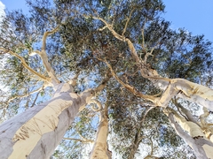 Eucalyptus rossii