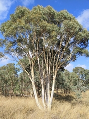 Eucalyptus rossii