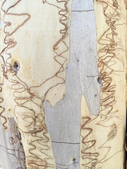 Eucalyptus rossii