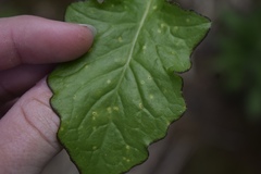 Puccinia crepidis