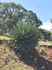 Agave gentryi
