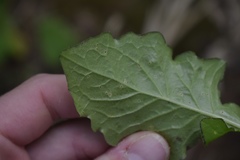 Puccinia crepidis