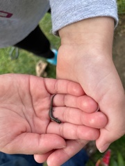 Batrachoseps attenuatus