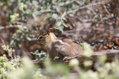 Callospermophilus lateralis bernardinus