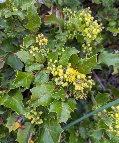 Image of Berberis piperiana by (c) Dominic Gentilcore, some rights reserved (CC BY)