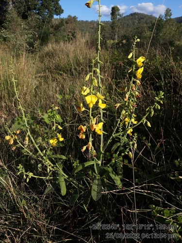 Crotalaria spectabilis iNat (1)