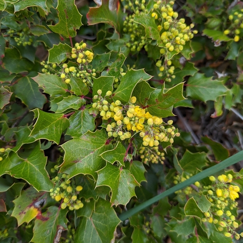 Image of Berberis piperiana by (c) Dominic Gentilcore, some rights reserved (CC BY)