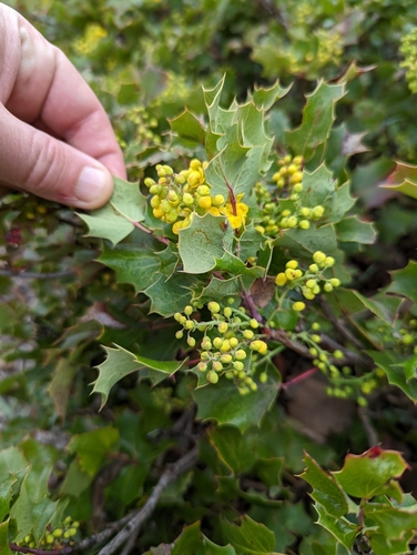 Image of Berberis piperiana by (c) Dominic Gentilcore, some rights reserved (CC BY)