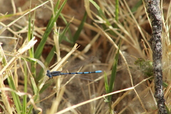 Argia nahuana