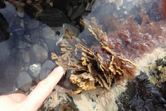 Xiphophora chondrophylla