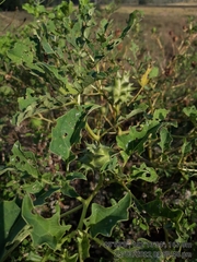 Datura ferox