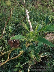 Datura ferox