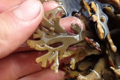 Xiphophora chondrophylla