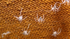 Physocyclus globosus