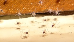 Physocyclus globosus