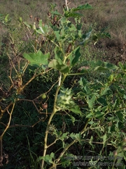 Datura ferox