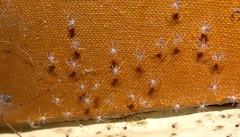 Physocyclus globosus