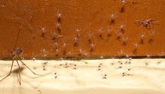 Physocyclus globosus