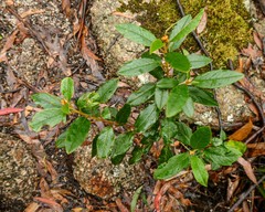 Pomaderris elliptica